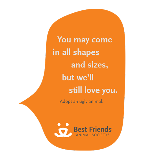 Best Friends Animal Society—Silky Szeto