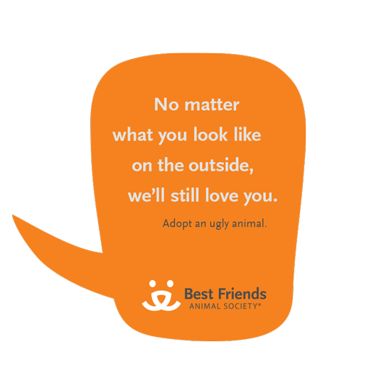 Best Friends Animal Society—Silky Szeto