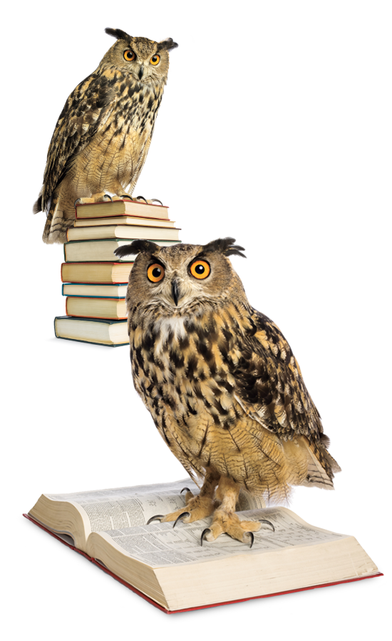 WGU new owl mascot photography