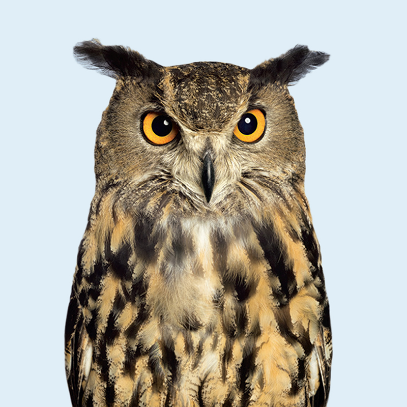 WGU new owl mascot